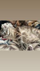 Reunited Male Cat last seen Country Club Villa apmts, San Jose, CA 95127