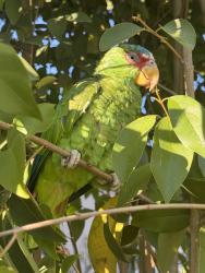 Found/Stray Unknown Bird last seen Armdale Ct, San Jose, CA 95148
