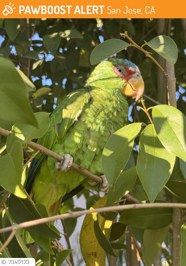 Found/Stray Unknown Bird last seen Armdale Ct, San Jose, CA 95148
