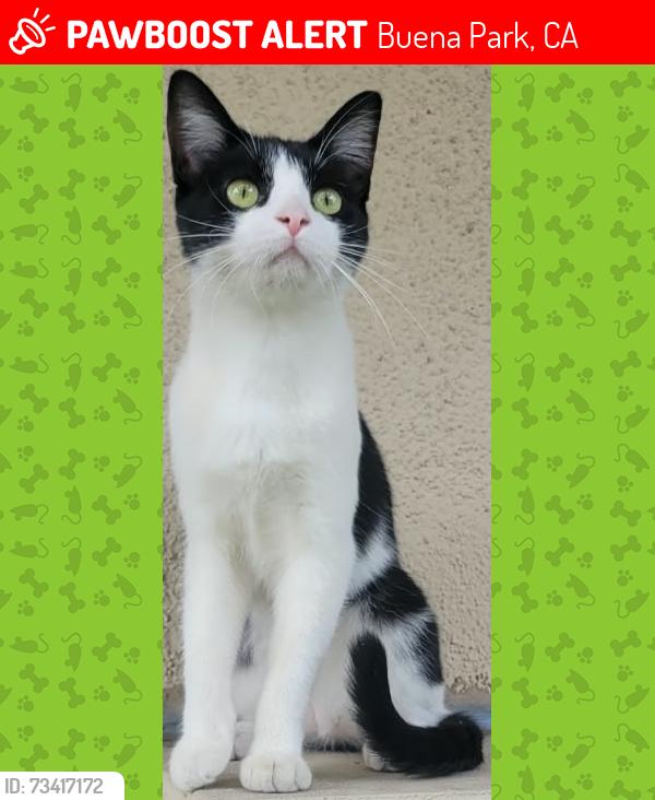 Lost Male Cat last seen Hero Park, Buena Park, CA 90620