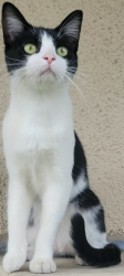 Lost Male Cat last seen Hero Park, Buena Park, CA 90620