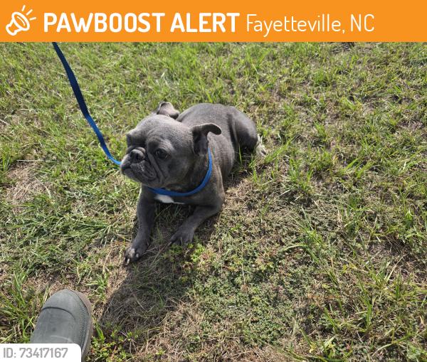 Found/Stray Female Dog last seen Near Rosehill Rd, Fayetteville, NC 28311, Fayetteville, NC 28311