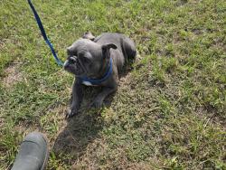 Found/Stray Female Dog last seen Near Rosehill Rd, Fayetteville, NC 28311, Fayetteville, NC 28311