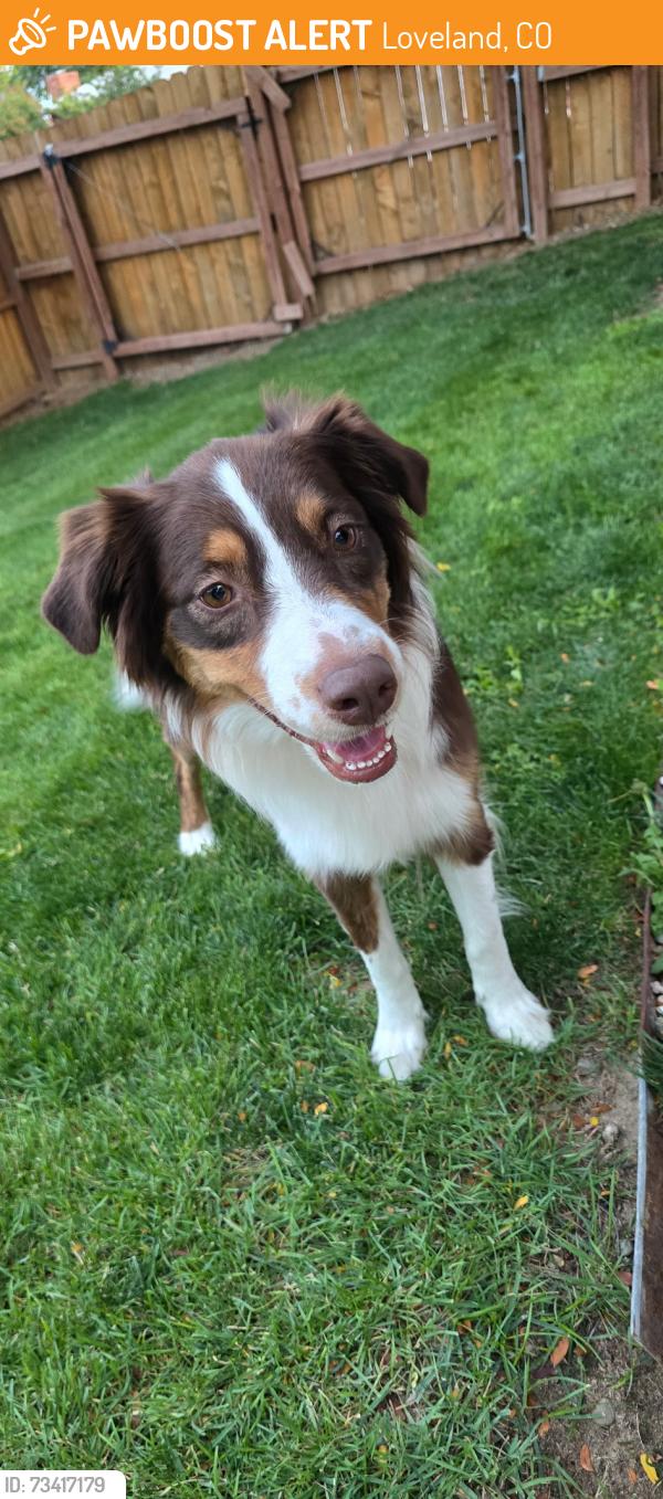 Found/Stray Female Dog last seen Audubon place, Loveland, CO 80538
