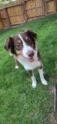 Found/Stray Female Dog last seen Audubon place, Loveland, CO 80538
