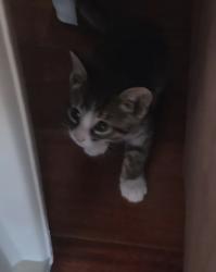 Lost Male Cat last seen MacArthur Way and San Rafael Dr, Buena Park, CA 90620