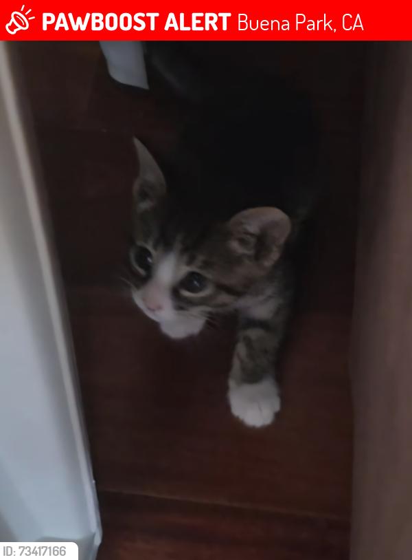 Lost Male Cat last seen MacArthur Way and San Rafael Dr, Buena Park, CA 90620