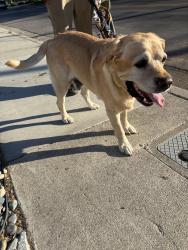 Reunited Male Dog last seen Loupe/tuers, San Jose, CA 95121