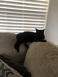 Lost Male Cat last seen Irving and Rainbow blvd., Albuquerque, NM 87114