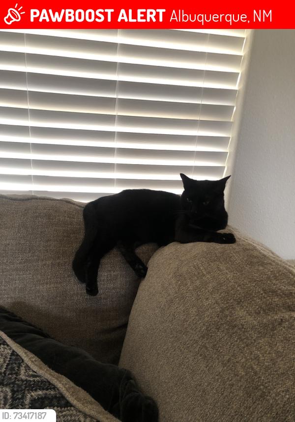 Lost Male Cat last seen Irving and Rainbow blvd., Albuquerque, NM 87114