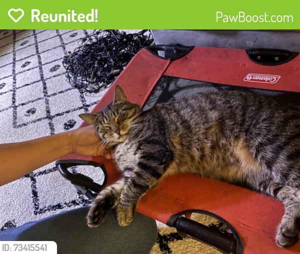 Reunited Female Cat last seen Escaped from our back patio (Sunrise, Fl, near Weleby park and the Athletic Center.), Sunrise, FL 33323