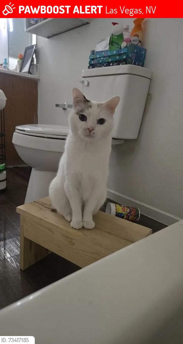 Lost Female Cat last seen Kilgore Drive, Las Vegas, NV 89156