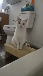 Lost Female Cat last seen Kilgore Drive, Las Vegas, NV 89156