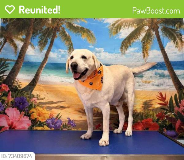Reunited Male Dog last seen Moodys meat market, Holly & Airline, Corpus Christi, TX 78412