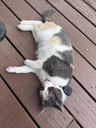 Lost Female Cat last seen Near Canyon Vista Dr., Morrison, CO, Morrison, CO 80465