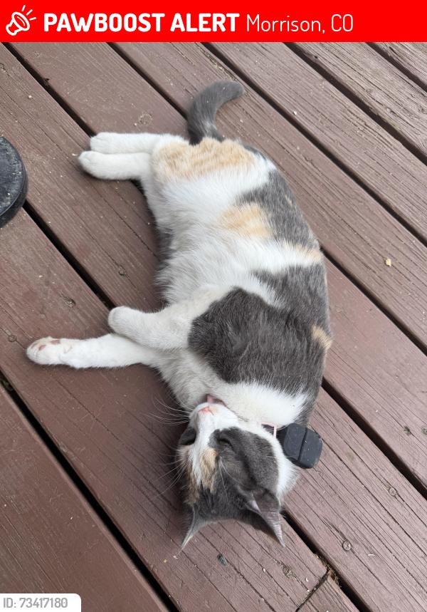 Lost Female Cat last seen Near Canyon Vista Dr., Morrison, CO, Morrison, CO 80465