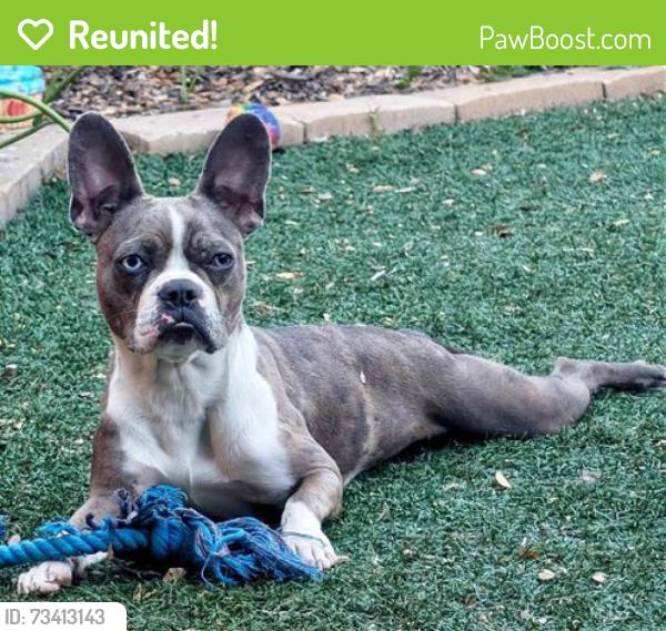 Reunited Female Dog last seen E Oak St, Scottsdale, AZ, USA, Scottsdale, AZ 85257