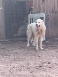 Reunited Male Dog last seen Dry Pond & Mt. Vernon, Monroe, GA 30656