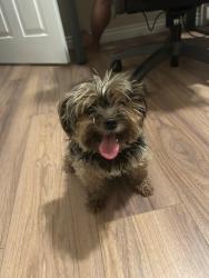 Lost Female Dog last seen Newbury and lighthouse, Palmdale, CA 93552