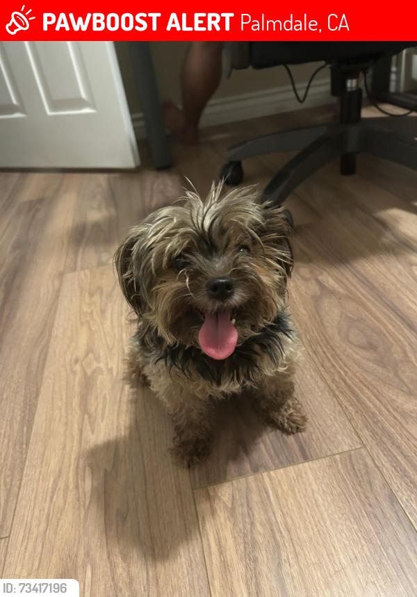 Lost Female Dog last seen Newbury and lighthouse, Palmdale, CA 93552