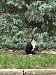 Found/Stray Unknown Cat last seen Tomar Road and Tomar Place, Sioux Falls, SD 57105