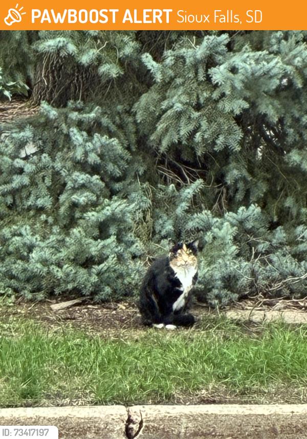 Found/Stray Unknown Cat last seen Tomar Road and Tomar Place, Sioux Falls, SD 57105