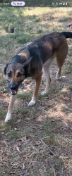 Reunited Female Dog last seen Ringgold, Ringgold, GA 30736