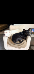 Reunited Female Dog last seen Na, Palos Verdes Estates, CA 90274
