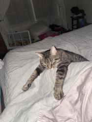 Lost Male Cat last seen Ridgeway Drive, Manassas, VA 20112