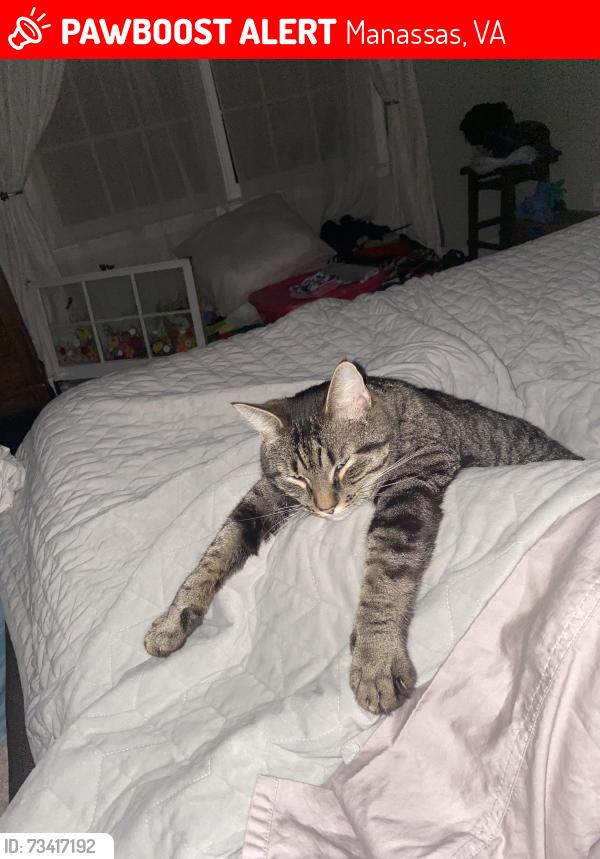 Lost Male Cat last seen Ridgeway Drive, Manassas, VA 20112