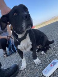 Shelter Stray Male Dog last seen Near BLOCK WILSON, 227 N D St, Perris, CA 92570, USA