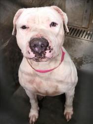 Shelter Stray Female Dog last seen , 1850 W 60th St, Los Angeles, CA 90047, USA