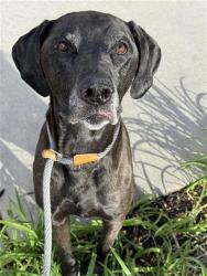Shelter Stray Male Dog last seen Near BLOCK S UPLAND LAKE DR, WEST VALLEY CITY UT 84119, 4522 W 3500 S, West Valley City, UT 84120, USA