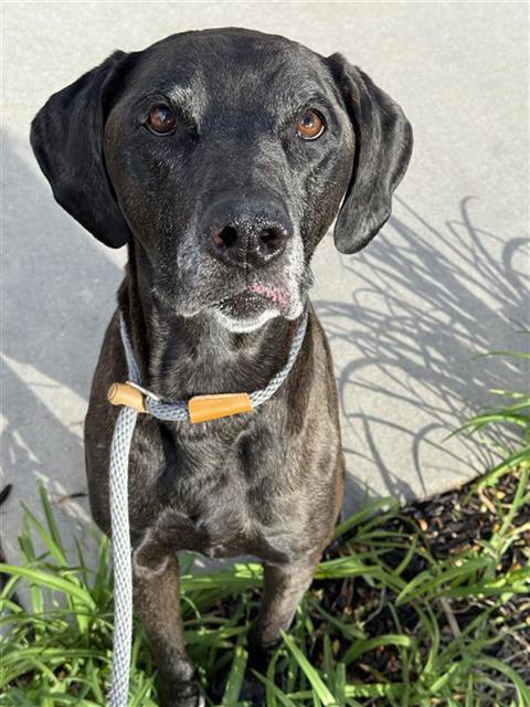 Shelter Stray Male Dog last seen Near BLOCK S UPLAND LAKE DR, WEST VALLEY CITY UT 84119, 4522 W 3500 S, West Valley City, UT 84120, USA