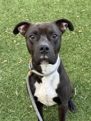 Shelter Stray Male Dog last seen Near BLOCK S UPLAND LAKE DR, WEST VALLEY CITY UT 84119, 4522 W 3500 S, West Valley City, UT 84120, USA