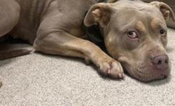 Shelter Stray Female Dog last seen Near BLOCK BAXTER ST, PERRIS, CA, 6851 Van Buren Boulevard, Jurupa Valley, CA 92509, USA