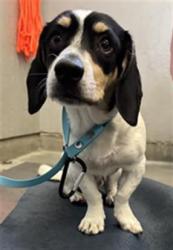 Shelter Stray Male Dog last seen , 600 Aviation Dr, Camarillo, CA 93010, USA