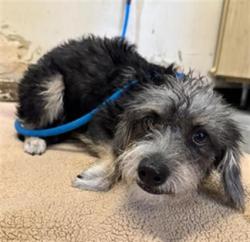 Shelter Stray Female Dog last seen , 600 Aviation Dr, Camarillo, CA 93010, USA