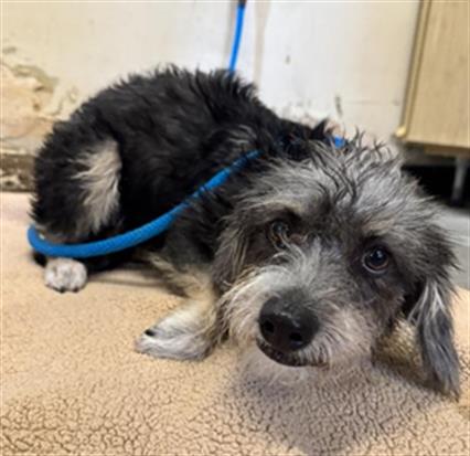 Shelter Stray Female Dog last seen , 600 Aviation Dr, Camarillo, CA 93010, USA