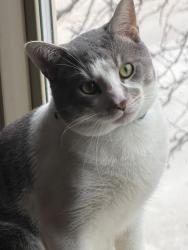 Reunited Male Cat last seen Afuera de mi casa, Chicago, IL 60620