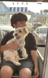 Lost Male Dog last seen Near Highgate Ave Sw, Wyoming, MI 49509