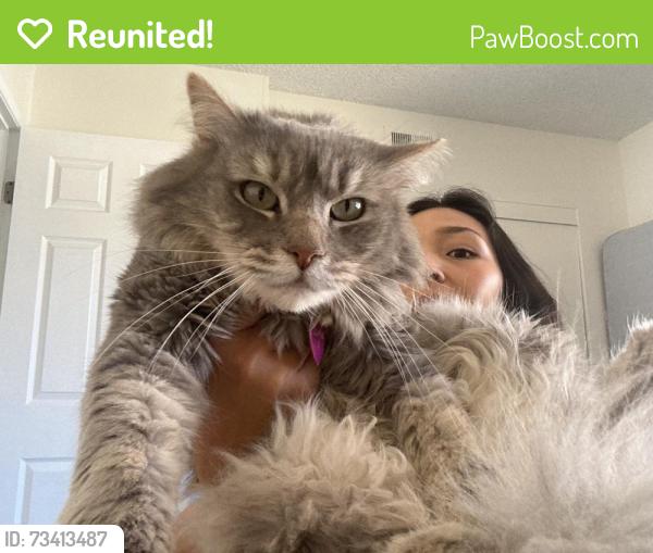 Reunited Female Cat last seen At 5736 lauretta street: two girls outside our apmt on a ring camera, San Diego, CA 92110