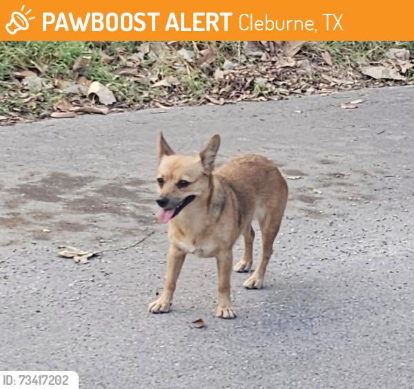 Found/Stray Male Dog last seen Prairie Ave. Gleason / Stanwood / Walnut, Cleburne, TX 76033