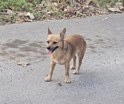 Found/Stray Male Dog last seen Prairie Ave. Gleason / Stanwood / Walnut, Cleburne, TX 76033