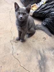 Lost Female Cat last seen Bollweivel and blossom, Toney, AL 35773