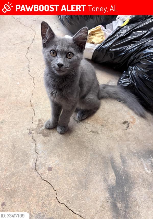Lost Female Cat last seen Bollweivel and blossom, Toney, AL 35773