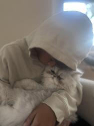 Found/Stray Male Cat last seen Neighbor home, Saint Paul, MN 55109
