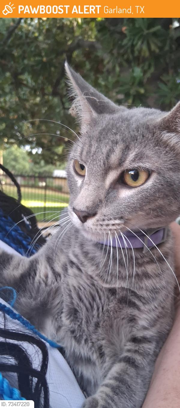 Found/Stray Male Cat last seen Highbrook ct, Garland, TX 75044