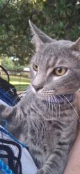 Found/Stray Male Cat last seen Highbrook ct, Garland, TX 75044