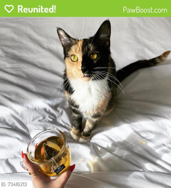 Reunited Female Cat last seen Westerly way, West Chester, PA 19382